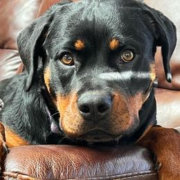 Khloe - Rottweiler