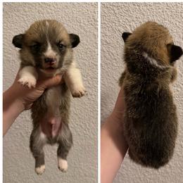 Leroy - White and red male Pembroke Welsh Corgi puppy in Helmville, Montana from Calie’s Corgis