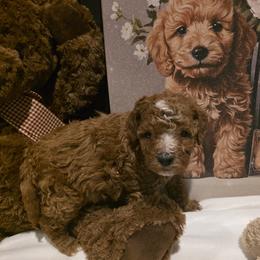 Minnie - Red  female Goldendoodle puppy in Bristol, Tennessee from 4goldendoodles