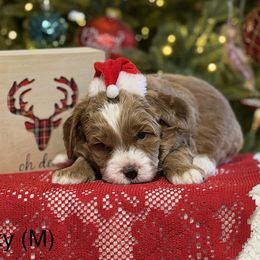 Lucky - Orange - Apricot male Australian Labradoodle puppy in Citrus Heights, California from Elite Blend Labradoodles