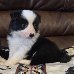 Boy 2 Champion Pedigree - Black male Border Collie puppy in Newalla, Oklahoma from Roughstock Border Collies and Dachshunds