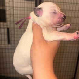Pick 2 - Girl - White and black female Dalmatian puppy in Toledo, Ohio from Exquisite Dalmatians & Standard Poodles