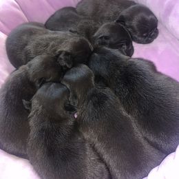 Pug Puppies from The Grumble Pack