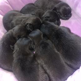 Pug Puppies from The Grumble Pack