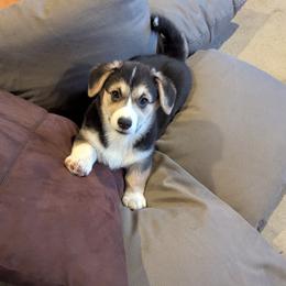 Bacon - Pembroke Welsh Corgi
