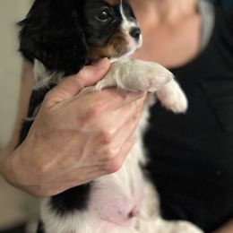 Cavalier King Charles Spaniel Puppies from AustinCavalier