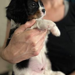 Cavalier King Charles Spaniel Puppies from AustinCavalier