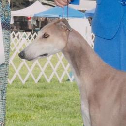 Jasmine - Greyhound