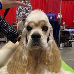 Gibbs - Cocker Spaniel