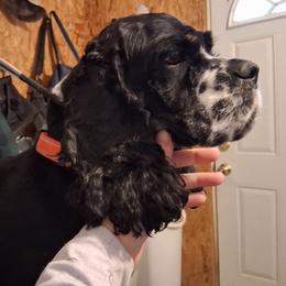 Max - Black white and tan male Cocker Spaniel puppy in Delphi, Indiana from Country Cockers of Indiana