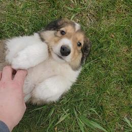 Scottish Collie Puppies from Sundance Scottish-Colleys