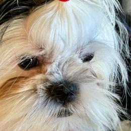 Chewy - Black and white male Shih Tzu puppy in Victorville, California from Precioustzus