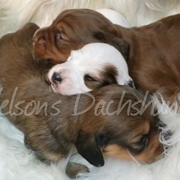 Dachshunds from Nelson's Dachshunds