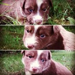 Australian Shepherd Puppies from AussieLand Shepherds