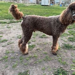 Labradoodle and Poodle All Grown Up from Lucky Stars Ranch