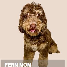Fern - Goldendoodle
