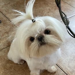Bowie - Shih Tzu