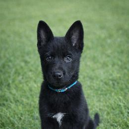 Loki - Black male German Shepherd puppy in Saluda, South Carolina from Ray Ranch, LLC