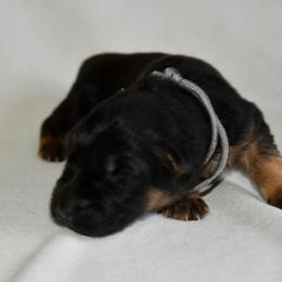 Male 1 - Black and tan male German Shepherd puppy in Hamilton, New Jersey from Birch Haus