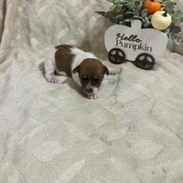 Girl with brown mark. - Brown and white female Jack Russell Terrier puppy in Greeneville, Tennessee from Wampler Jacks