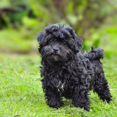 Russian Tsvetnaya Bolonka puppies from BlackberryBRT