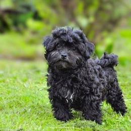 Russian Tsvetnaya Bolonka puppies from BlackberryBRT