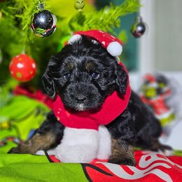 Comet - Black phantom male Aussiedoodle puppy in Indiahoma, Oklahoma from Phamily Doodles
