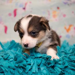 Yellow - Black and tan male Pembroke Welsh Corgi puppy in Dobson, North Carolina from Clover S Farm