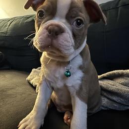 Boston Terrier Puppies from Lola’s House of Bostons & Rescue