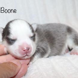 Boone - Blue male Pomsky puppy in Denham Springs, Louisiana from Bayouland Pomskies