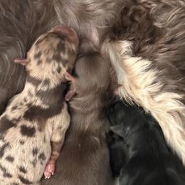Girl 2 - Black and gold female Yorkshire Terrier puppy in Sterling, Colorado from Nikki’s Yorkies