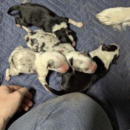 Australian Shepherd and Great Dane Puppies from AEW Farm