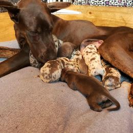 Great Dane Puppies from OnPoint Great Danes