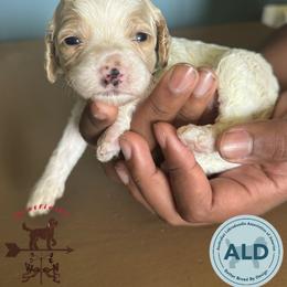 Blue Collar Boy - Caramel cream male Australian Labradoodle puppy in Hagerstown, Maryland from Westfields Labradoodles