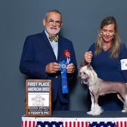 Boykin Spaniels, Chinese Cresteds, and Poodles from Jushae Kennel