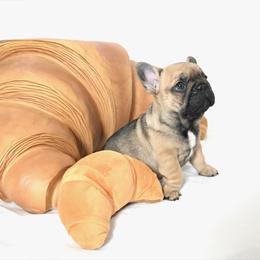 Toast - Fawn male French Bulldog puppy in Keeseville, New York from Big Sky Frenchies