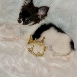 Chihuahua puppies from York-Chi House