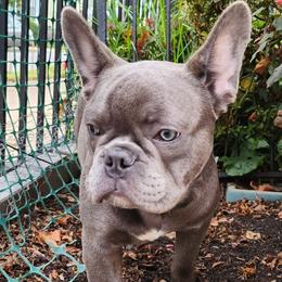 Dino - Blue fawn male French Bulldog puppy in Cincinnati, Ohio from Sun City Kennels