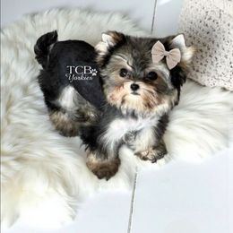 Levi - Black and gold male Yorkshire Terrier puppy in Greenwood County, South Carolina from TCB Yorkies