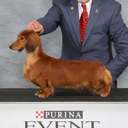 Mouse - Dachshund
