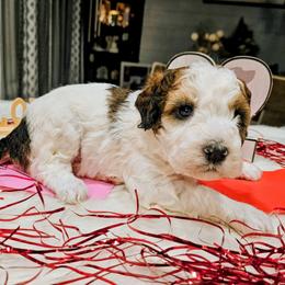 Juneau - Brown and white female Bernedoodle puppy in Forest, Ohio from Mini Doodle Buddies
