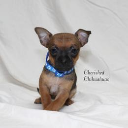 Jewel - Black sabled fawn female Chihuahua puppy in Willamina, Oregon from Cherished Chihuahuas