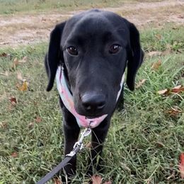 Pink Collar - Black Labrador Retriever puppy in Mansfield, Missouri from Labradors of Moxley Meadow