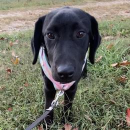 Pink Collar - Black Labrador Retriever puppy in Mansfield, Missouri from Labradors of Moxley Meadow