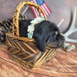 Peach - Black and tan female Black and Tan Coonhound puppy in Ephraim, Utah from Wanderlust Coonhounds