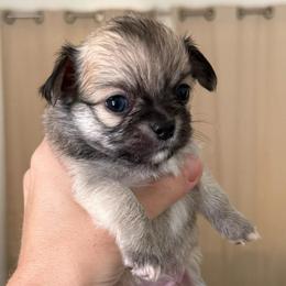 Bubby - Fawn male Chihuahua puppy in Spring Hill, Florida from Stardom Chihuahuas & CKCS
