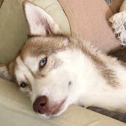 Skai - Siberian Husky