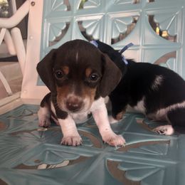 Dachshunds from Devine Low Riders