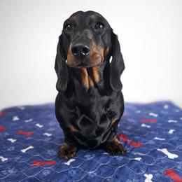 Envy - Dachshund