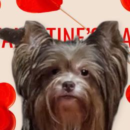 Yorkshire Terriers from Sweet Alabama Yorkies